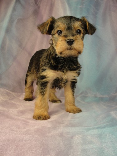 Female Snorkie Puppy for sale #5 Born December 18, 2011